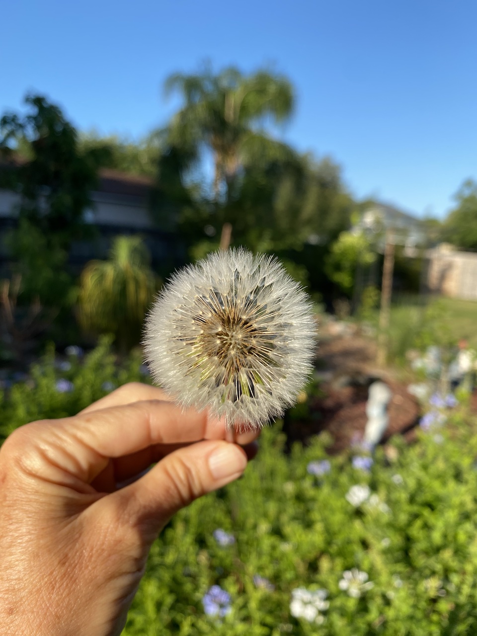 dandelion healing cottage interior